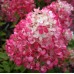 Гортензия розовая саженцы купить в алматы в казахстане питомник растений rostok